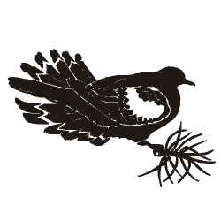 Image for choice number 41